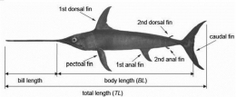 Morfologi ikan todak (Sumber: Sagong et al., 2013).