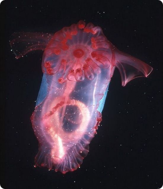 Mengenal Headless Chicken Fish, Si Monster Cantik dari Laut Dalam ...