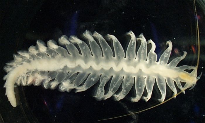 Gambar 3. Tomopteris helgolandica di Perairan Laut Dalam (Sumber: marinespecies.org)