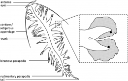 Gambar 2. Anatomi Eksternal Tomopteris helgolandica (Sumber: Gouveneaux dkk. 2018)