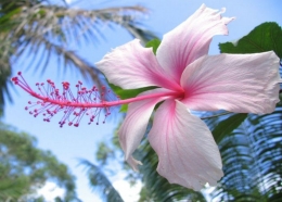 Mugunghwa, bunga sepatu, kembang lalampuan |Sumber Foto : bibitbunga.com