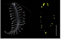 Gambar 4. Pola Emisi Cahaya pada Tomopteris helgolandica (Sumber: Gouveneaux & Mallefet 2013)