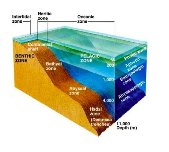 Jelajahi Laut Dalam: Dumbo Octopus, Gurita dengan Sirip ...
