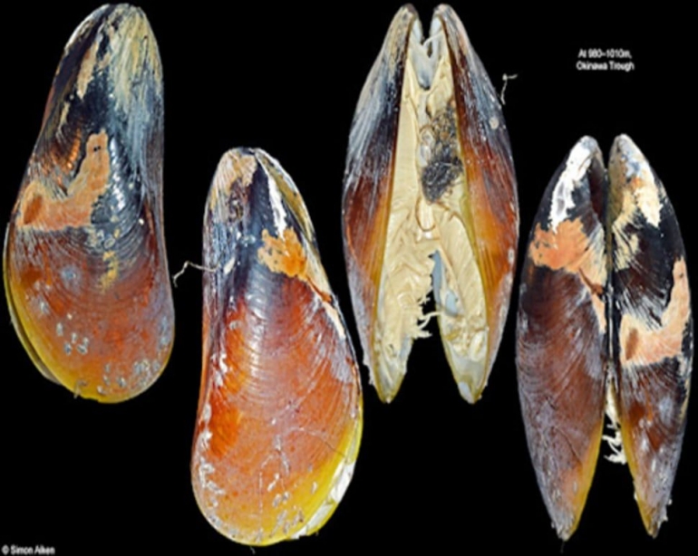 Bathymodiolus platifrons (jacksonvilleshells.org)