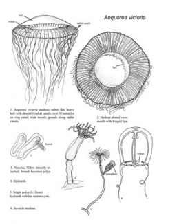Gambar 2. Struktur tubuh medusa dan polip ubur-ubur Aequorea victoria