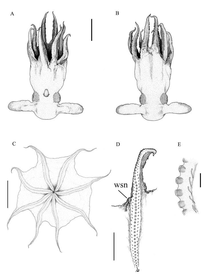 Gambar 3. Grimpoteuthis sp.: anatomi eksternal. a-b) tampak ventral dan dorsal; c) lengan berselaput; d-e) penghisap dan cirri. (Sumber: Collins 2003)