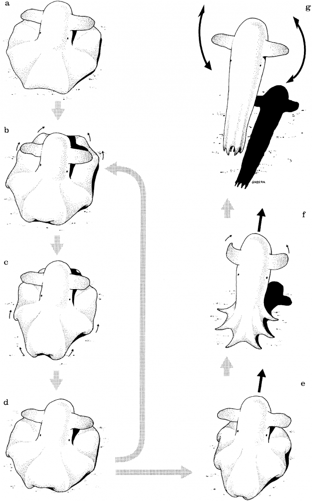 Gambar 5. Pola perilaku Grimpoteuthis sp. a) bottom-resting; b-e) crawling; f) take-off; g) finswimming. (Sumber: Villanueva dkk. 1997)