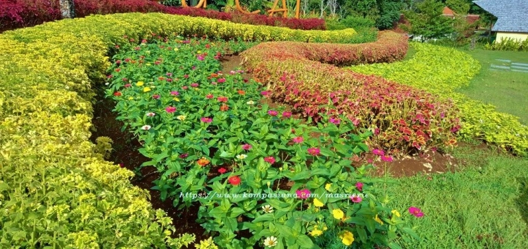 Barisan Myana, Zinnia ...... membentuk garis lengkung Camp Hulu Cai Resort