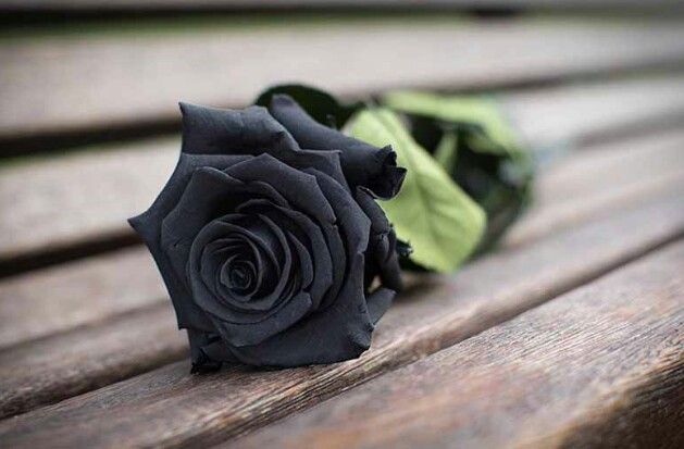 Mawar hitam. Dok bloom. harapan dan kepercayaan. Ilustrasi penyair. 