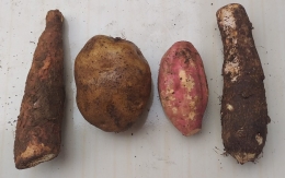 Singkong, kentang, ubi dan talas (Foto: dokumen pribadi)