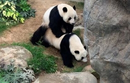 Panda (sumber: kompas.com)