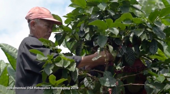 A farmer cultivates the coffee crop, as the mainstay crop for the livelihood. (Doc. by Astra)