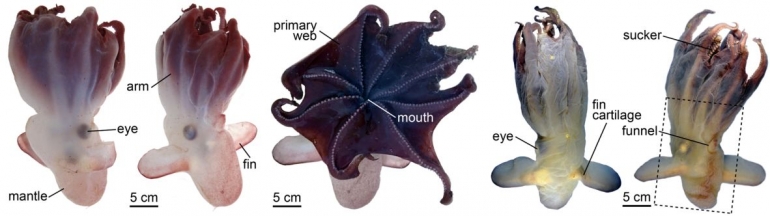 Gambar 6. Grimpoteuthis imperator sp. nov. (Sumber: Ziegler & Sagorny 2021)