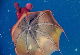Bagian distal Vampyroteuthis infernalis [Sumber: Monterey Bay Aquarium Research Institute] 