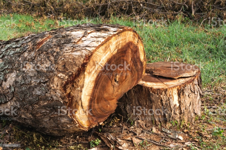 ilustrasi penebangan pohon tua:Istock.photo.com
