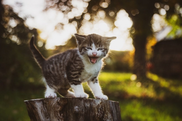 Kucing adalah makhluk yang sangat pemilih, bahkan sejak mereka masih bayi. (Sumber: Leuchtturm81/Pixabay)