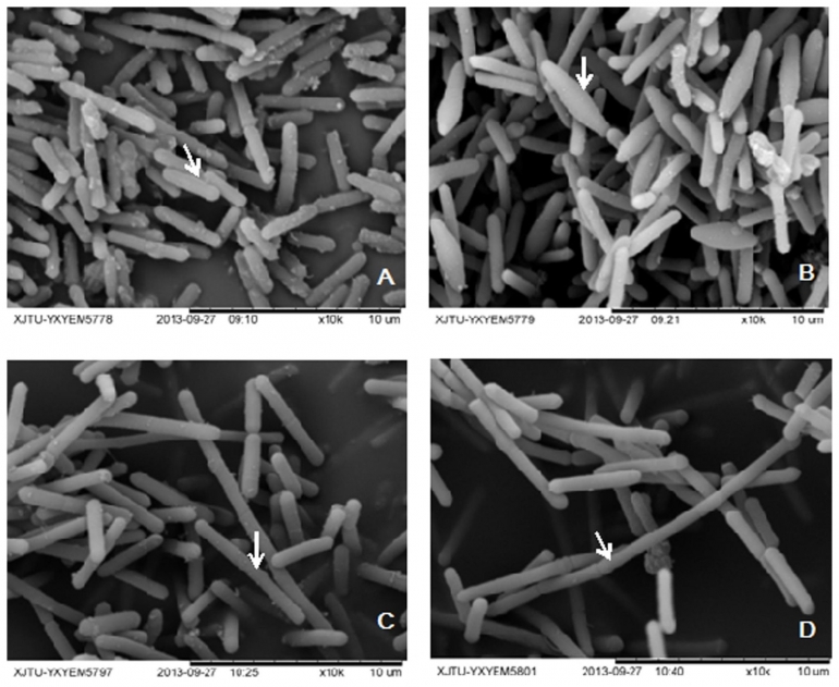 Gambar 1. Bakteri Clostridium beijerinckii dilihat menggunakan mikroskop elektron (Sumber: https://www.frontiersin.org/)