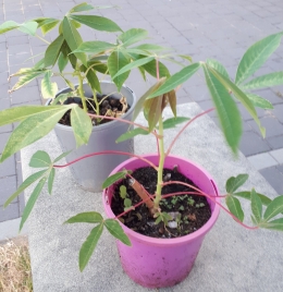 2 pot anak tanaman Ketela pohon 15 dollar = Rp. 150.000 | dokumentasi pribadi 