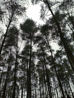 Hutan Pinus (Sumber Gambar : Fany Nur Azizah)