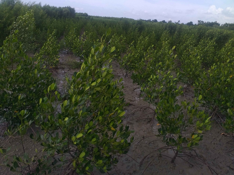mangrove-setapuk-3-61d4ac4c06310e686208f9e2.jpg
