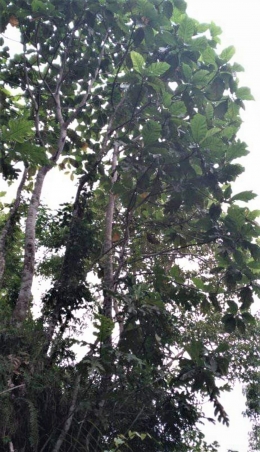 Pohon sukun di Flores yang masih kecil | Dokumen pribadi oleh R.M. Meni