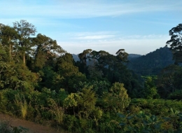 Kawasan hutan yang masih tersisa di Taman Nasional Bukit Tigapuluh. (Foto: Irwan E. Siregar)