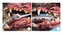 Sebelum (A) dan sesudah (B) karang gigi dibersihkan (Sumber: todaysveterinarypractice.com).