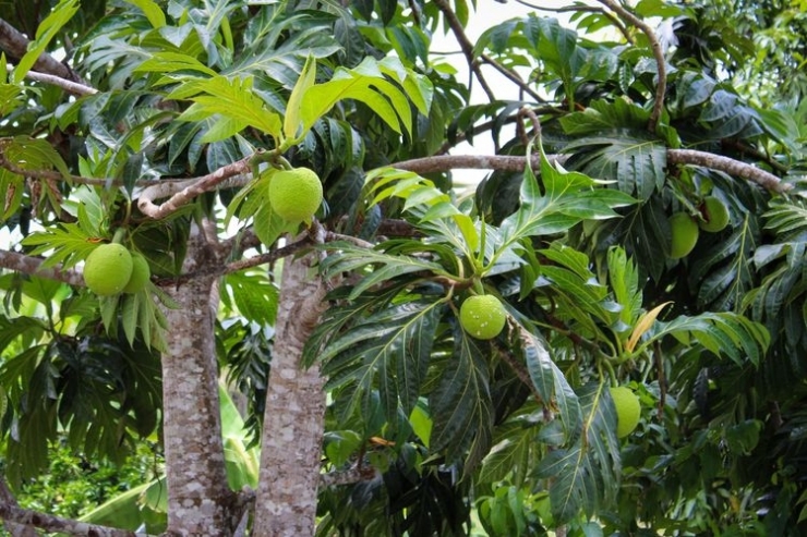 Ilustrasi tanaman sukun. Studi terbaru menemukan, sukun bisa menjadi jawaban untuk solusi ketahanan pangan global. Sayangnya, masih sedikit yang tahu soal buah berserat satu ini.(SHUTTERSTOCK/David Fadul)