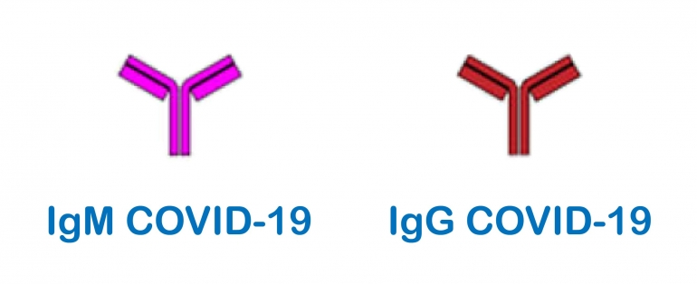IgM dan IgG COVID-19. (Sumber: Li dkk. 2020)