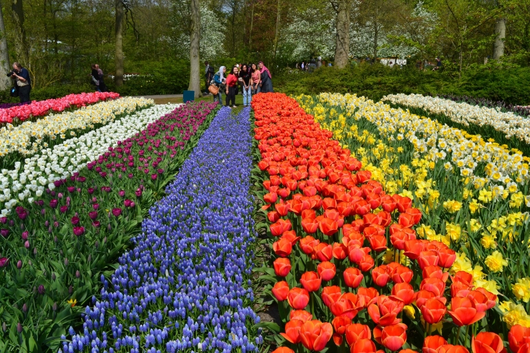 Alur kebun bunga tulip yang sedang mekar (Dokpri) 