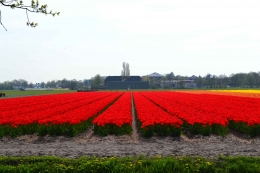 Hamparan permadani bunga tulip yang lagi mekar dan berwarna merah menyala (Dokpri)