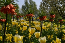 Salah satu sudut taman bunga Keukenhof (Dokpri)