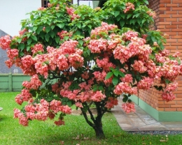 Sumber foto bunga nusa indah dari floradanfauna.com