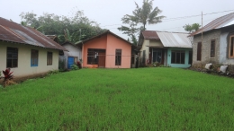 Tanaman kucai tumbuh subur di halaman rumah warga Dusun Katel Klawu, Desa Pengalusan/Foto: Lilian Kiki Triwulan