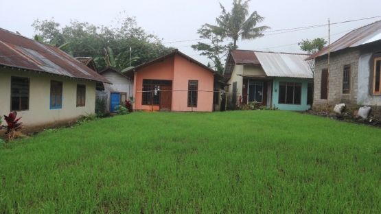Tanaman kucai tumbuh subur di halaman rumah warga Dusun Katel Klawu, Desa Pengalusan/Foto: Lilian Kiki Triwulan