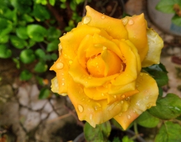 Mawar kuning di halaman. (dok.windhu) 