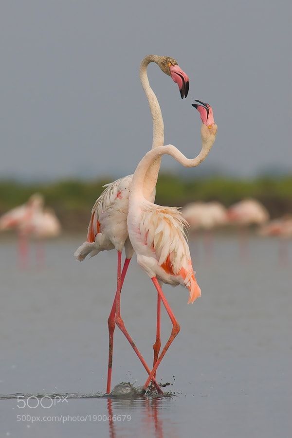 Ilustrasi Dansa Sepasang Flamingo|foto: 500px.com