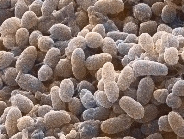 Gambar 2. Acetobacter. Sumber: sciencephoto.com