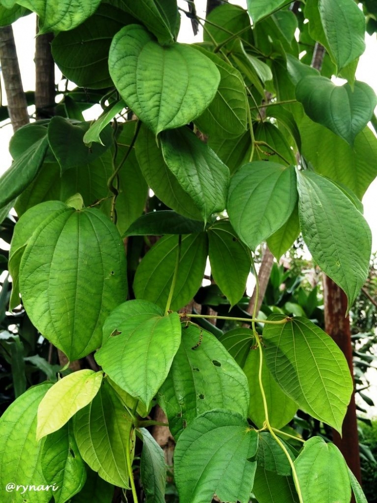 Daun gadung bahan layangan (dokpri)