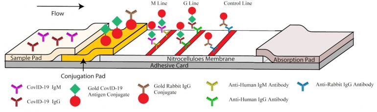 Ilustrasi rapid IgG-IgM (Li et al. 2020).