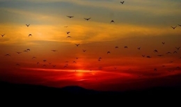 Kalong menghiasi langit sore. Gambar via Pixbay