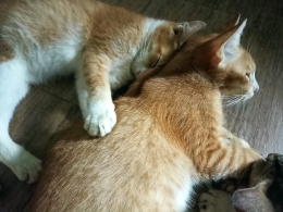 Kedua kucing oren ini aktif dan manis. Keduanya juga rukun dan saling menyayangi (dokpri)