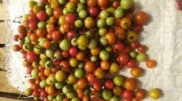 Sensasi Menikmati Sambal Rampai dan Manfaatnya untuk Kesehatan Halaman ...