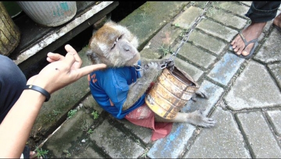 Membawa kaleng, monyet ini menanti saweran dari penonton (dokpri).