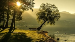 Mentari, pohon, danau, angsa-angsa. Via Pixbay