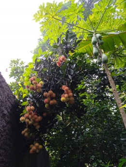 Rambutan, pepaya, pisang. Jambunya tidak kelihatan. 