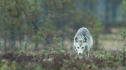 Serigala dan makhluk hidup lain bertahan hidup dengan bergantung pada hutan (Foto oleh Hans Veth).