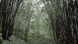 Bambu di Rowo Bayu, Songgon, Banyuwangi. Dok. Pribadi