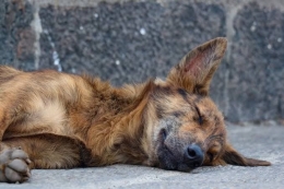 Anjing Tengah Sakit | Sumber Pixabay