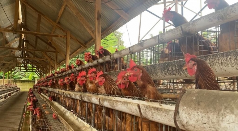 Peternakan ayam petelur milik Pak Nasrullah di Desa Haduyang, Natar, Lampung Selatan